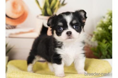 成約済の神奈川県のチワワ(ロングコート)-240100の4枚目