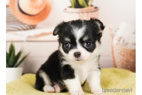 成約済の神奈川県のチワワ(ロングコート)-240100の5枚目