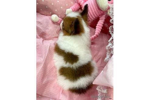 成約済の大阪府のパピヨン-240102の2枚目