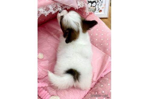 成約済の大阪府のパピヨン-240103の3枚目