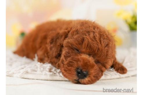 成約済の千葉県のトイプードル-240114の4枚目