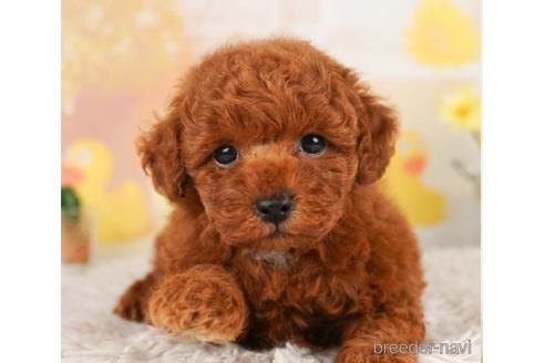 成約済の千葉県のトイプードル-240114