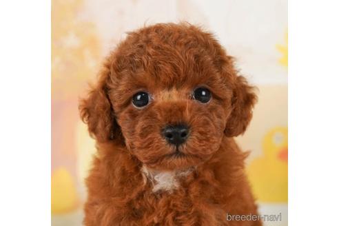 成約済の千葉県のトイプードル-240114の5枚目