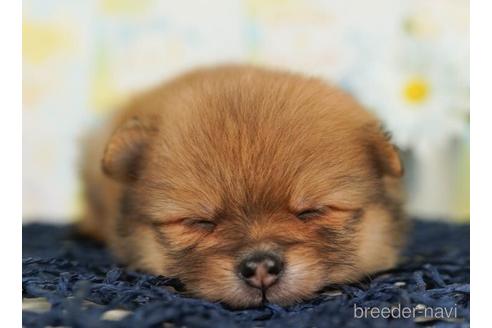 成約済の千葉県のポメラニアン-240119の1枚目