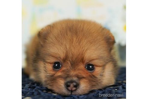 成約済の千葉県のポメラニアン-240119の4枚目