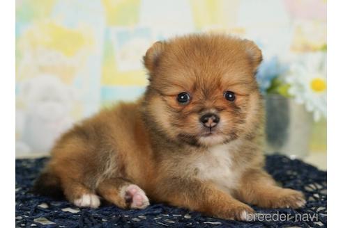 成約済の千葉県のポメラニアン-240119の5枚目