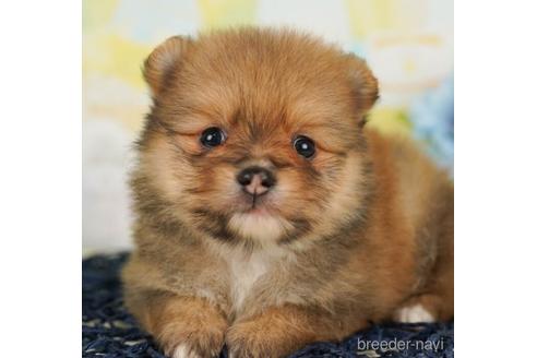 成約済の千葉県のポメラニアン-240119の3枚目