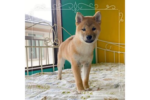 成約済の岡山県の柴犬-233230の1枚目