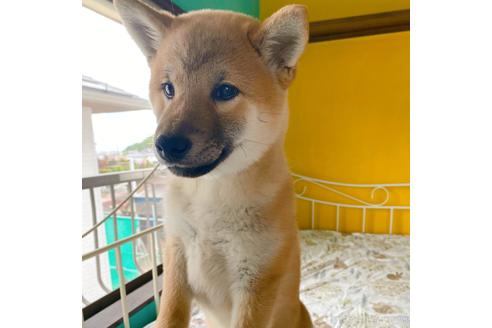 成約済の岡山県の柴犬-233230の5枚目