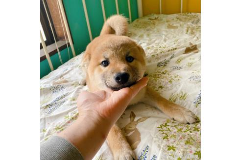 成約済の岡山県の柴犬-233230の4枚目