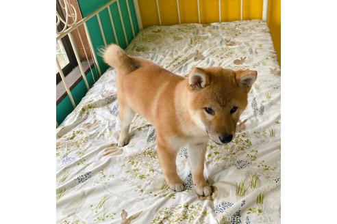 成約済の岡山県の柴犬-233230の3枚目