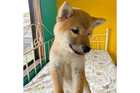 成約済の岡山県の柴犬-233230の2枚目