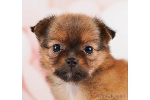 成約済の千葉県のチワワ(ロングコート)-240126の5枚目