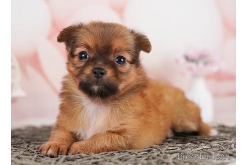 成約済の千葉県のチワワ(ロングコート)-240126の1枚目