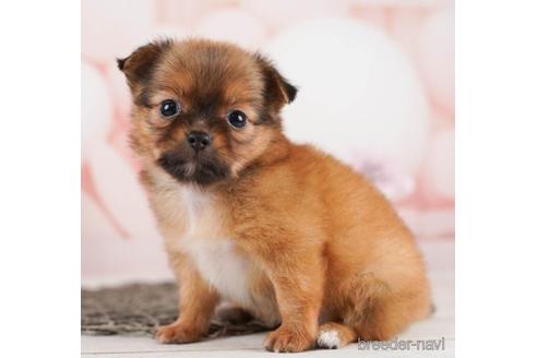 成約済の千葉県のチワワ(ロングコート)-240126の3枚目