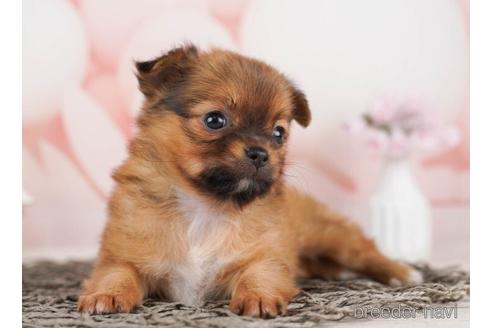 成約済の千葉県のチワワ(ロングコート)-240126の4枚目