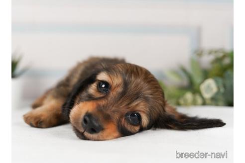 成約済の神奈川県のミニチュアダックスフンド(ロングヘアード)-240134の2枚目