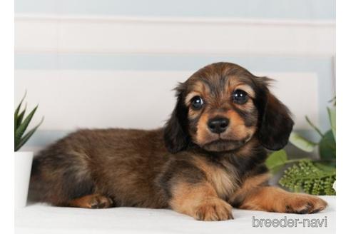 成約済の神奈川県のミニチュアダックスフンド(ロングヘアード)-240134の3枚目