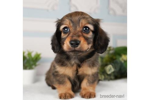 成約済の神奈川県のミニチュアダックスフンド(ロングヘアード)-240134の4枚目