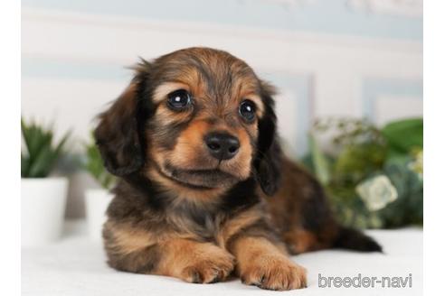 成約済の神奈川県のミニチュアダックスフンド(ロングヘアード)-240134の5枚目