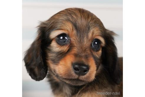 成約済の神奈川県のミニチュアダックスフンド(ロングヘアード)-240134の1枚目