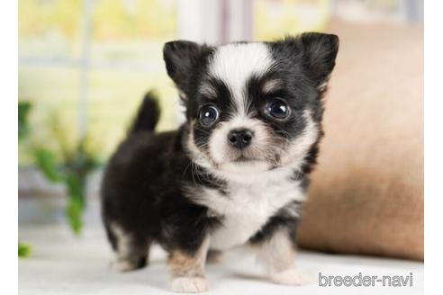 成約済の神奈川県のチワワ(ロングコート)-240135の3枚目