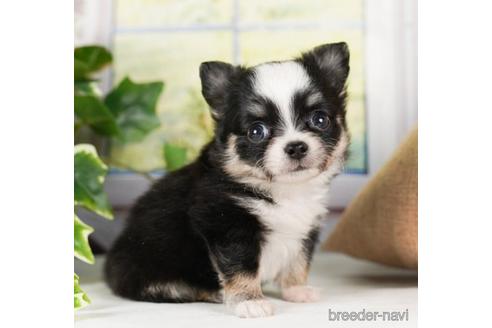 成約済の神奈川県のチワワ(ロングコート)-240135の4枚目