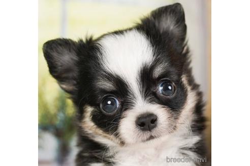 成約済の神奈川県のチワワ(ロングコート)-240135の1枚目