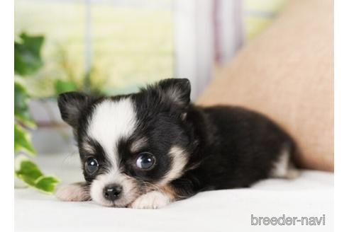 成約済の神奈川県のチワワ(ロングコート)-240135の5枚目
