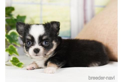 成約済の神奈川県のチワワ(ロングコート)-240135の2枚目