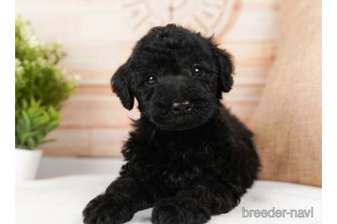 成約済の神奈川県のミックス犬-240136の5枚目