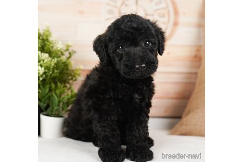 成約済の神奈川県のミックス犬-240136の1枚目