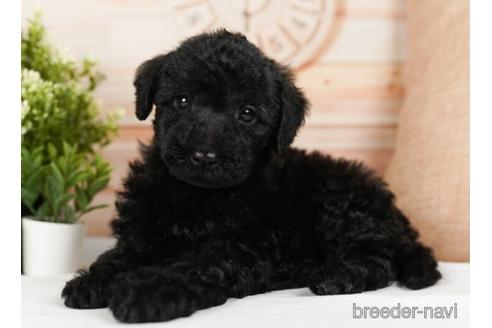 成約済の神奈川県のミックス犬-240136の2枚目