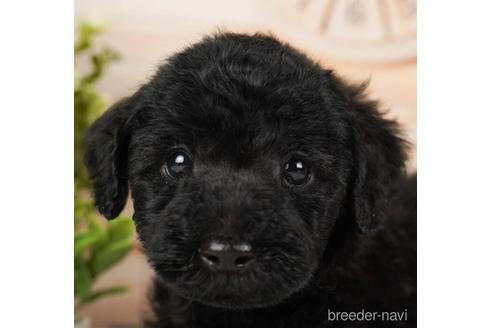 成約済の神奈川県のミックス犬-240136の3枚目