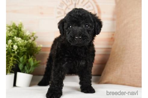 成約済の神奈川県のミックス犬-240136の4枚目