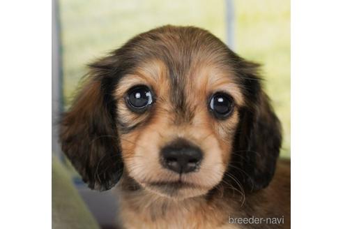 成約済の神奈川県のミニチュアダックスフンド(ロングヘアード)-240138の2枚目