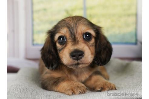 成約済の神奈川県のミニチュアダックスフンド(ロングヘアード)-240138の1枚目