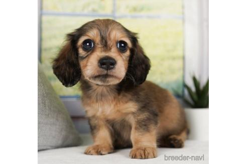 成約済の神奈川県のミニチュアダックスフンド(ロングヘアード)-240138の4枚目