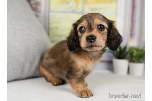 成約済の神奈川県のミニチュアダックスフンド(ロングヘアード)-240138の3枚目