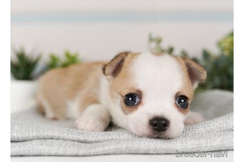 成約済の神奈川県のチワワ(ロングコート)-240139