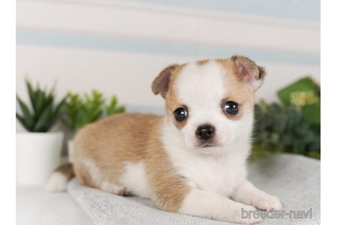 成約済の神奈川県のチワワ(ロングコート)-240139の2枚目