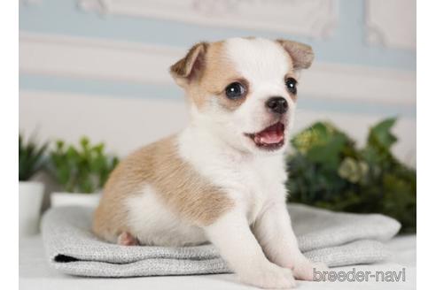 成約済の神奈川県のチワワ(ロングコート)-240139の3枚目