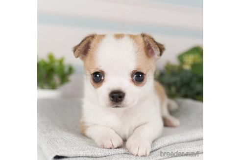 成約済の神奈川県のチワワ(ロングコート)-240139の4枚目