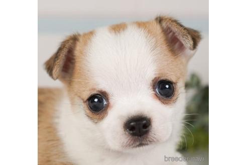 成約済の神奈川県のチワワ(ロングコート)-240139の5枚目