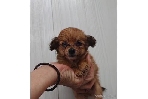成約済の愛知県のミックス犬-233483の11枚目