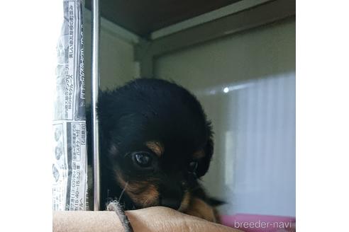 成約済の愛知県のミックス犬-233484の28枚目
