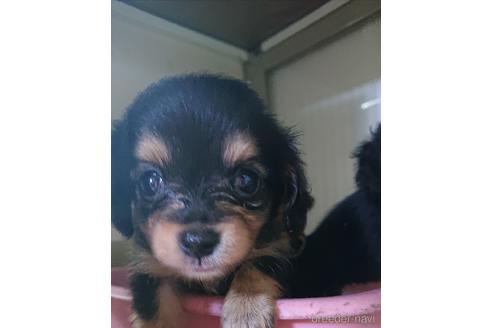 成約済の愛知県のミックス犬-233482の15枚目