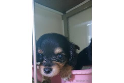 成約済の愛知県のミックス犬-233482の13枚目