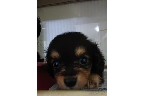 成約済の愛知県のミックス犬-233482の14枚目