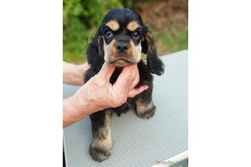 販売中の奈良県のアメリカンコッカースパニエル-240149